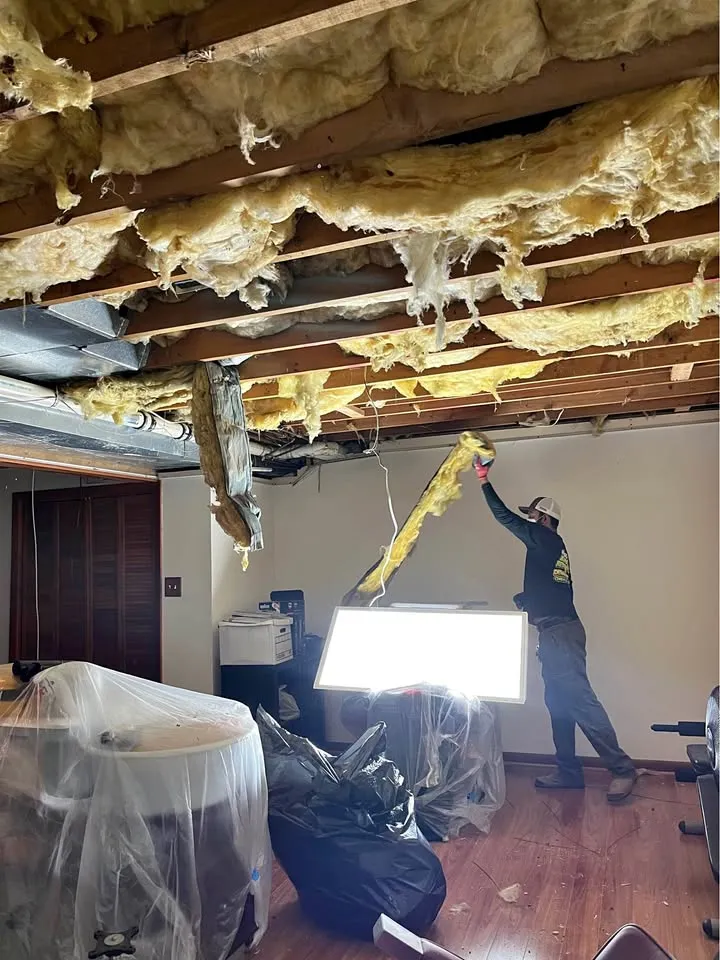 Crew member pulling insulation out of an open ceiling with furniture wrapped in plastic