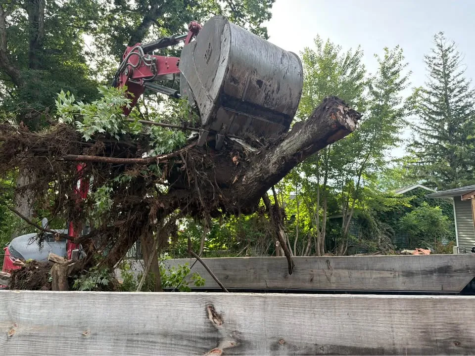 Excavator lifting a tree trunk and root ball over a wooden fence